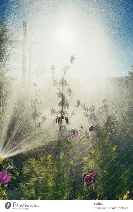 Schauerlich Außenaufnahme Pflanze nass Wasser Garten Wassertropfen gießen Tag Nahaufnahme Regen feucht Dusche hell Menschenleer Natur Sonnenlicht Sträucher