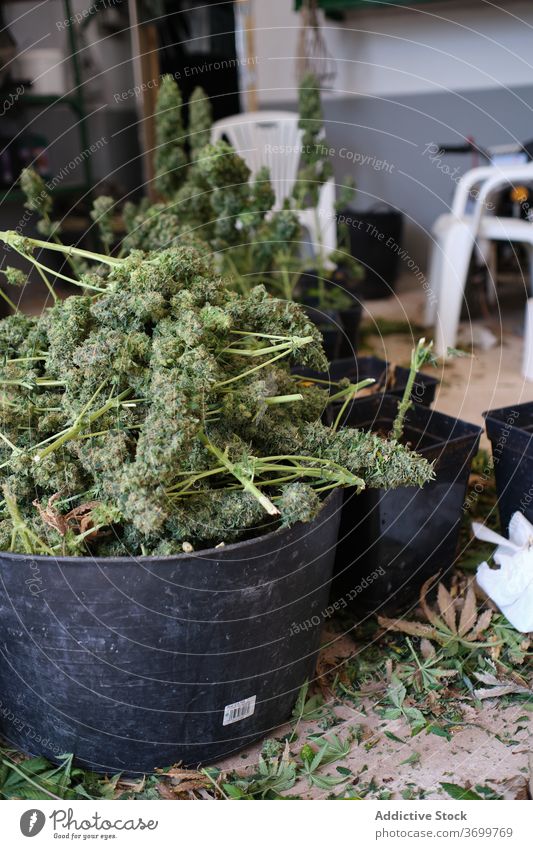 Marihuana Pflanze wächst in Töpfen Topf Wissenschaft Medizin Cannabis Unkraut Apotheke Gewächshaus Wachstum sprießen eingetopft produzieren Labor Vorbau Lager