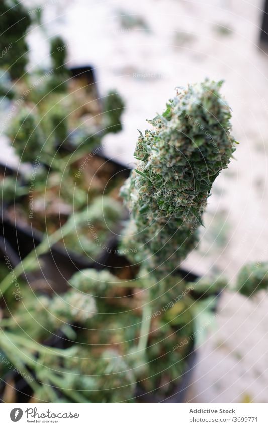 Marihuana Pflanze wächst in Töpfen Topf Wissenschaft Medizin Cannabis Unkraut Apotheke Gewächshaus Wachstum sprießen eingetopft produzieren Labor Vorbau Lager