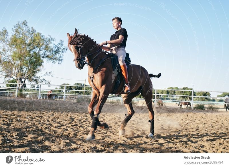Männlicher Reiter auf fuchsfarbenem Pferd Dressur Reiterin Pferderücken Mann Mitfahrgelegenheit Sattelkammer Kastanie Arena reiter männlich Jockey Sand Ranch