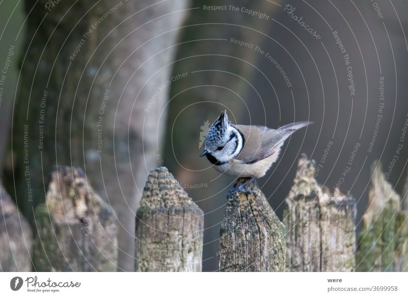 Haubenmeise im Wald auf einem Ast Lophophanes cristatus Standvogel Holz Tier einjähriger Vogel Vogelfütterung Kamm Textfreiraum Federn Fliege Lebensmittel