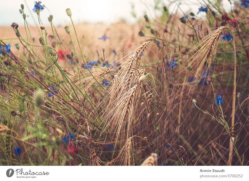 Nahaufnahme von Kornblumen in einem Weizenfeld Natur Feld Blume ländlich Sommer Pflanze blau Hintergrund schön Umwelt Roggen Sonnenlicht Vorbau natürlich