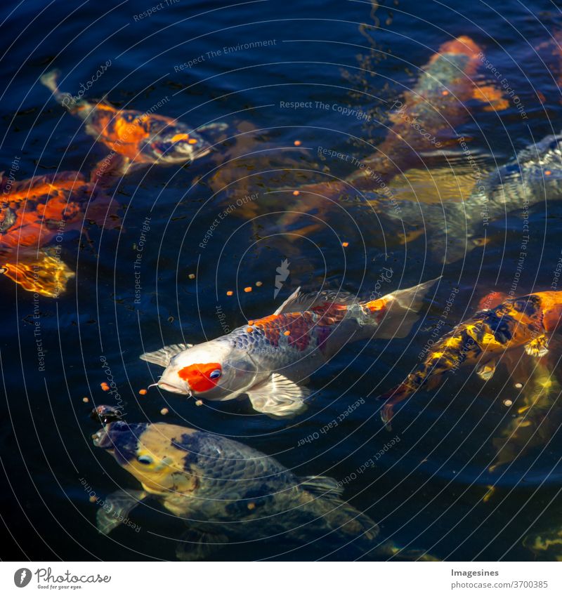 Japanischer Koi. Fische im Teich. Fischteich Kois bunt natur natürlich Hintergrund. Karpfen Koi - Karpfen Direkt von oben Draufsicht Tier Farbfoto Außenaufnahme