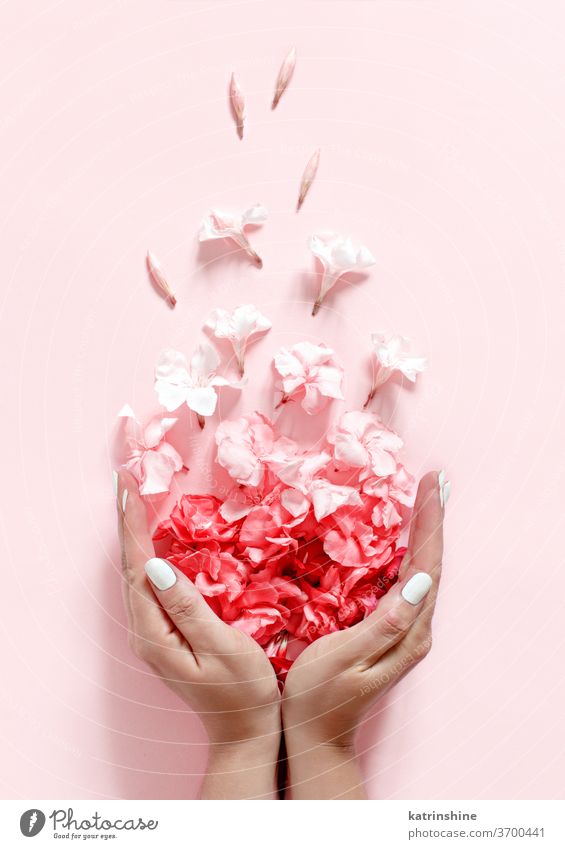 Hände voller rosa Blumen auf hellrosa Hintergrund Monochrom Pastell Draufsicht rot Korallen oliandro Frauentag hochzeitlich Engagement Frühling Blütenblätter
