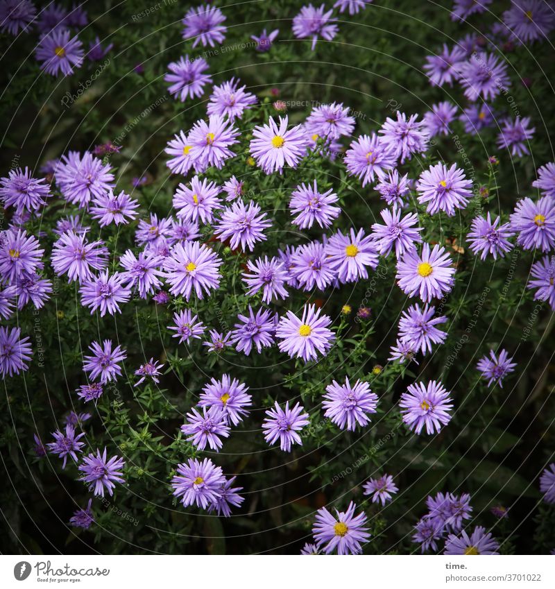 eine für alle pflanze filigran garten luftig leicht Natur Perspektive Leichtigkeit Inspiration elegant Leben Wärme natürlich nah Sommer blüte violett