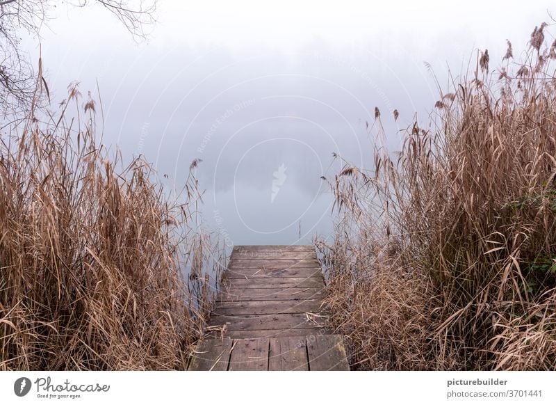 Der Steg am See bei Nebel Schilf Ufer Natur Holz Herbst Winter herbstlich Wasser Spiegelung Landschaft Ruhe Einsamkeit Weg Durchblick Angeln Fischen