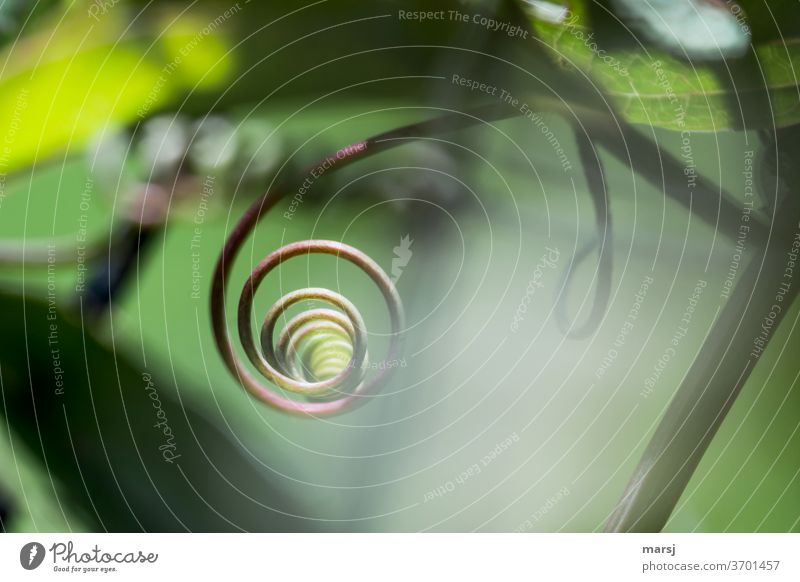 Um sich selbst drehendes Pflanzenteil Sprossranke Spirale Ranke selbstzentriert egozentrisch Pflanzenteile Stil elegant geheimnisvoll spiralförmig Kringel