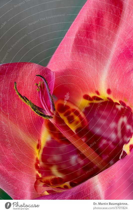Rote Moraea-Sorte aus Südafrika Moräa rot Stamm Kulturvarietät auffällig Blume Schwertlilie Pflanze Gartenpflanze Kap-Tulpe