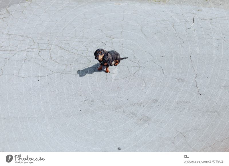carlson (nicht angeleint) Hund Dackel niedlich klein Haustier Tier Tierliebe warten sitzen brav einganzeinfeiner Menschenleer Außenaufnahme