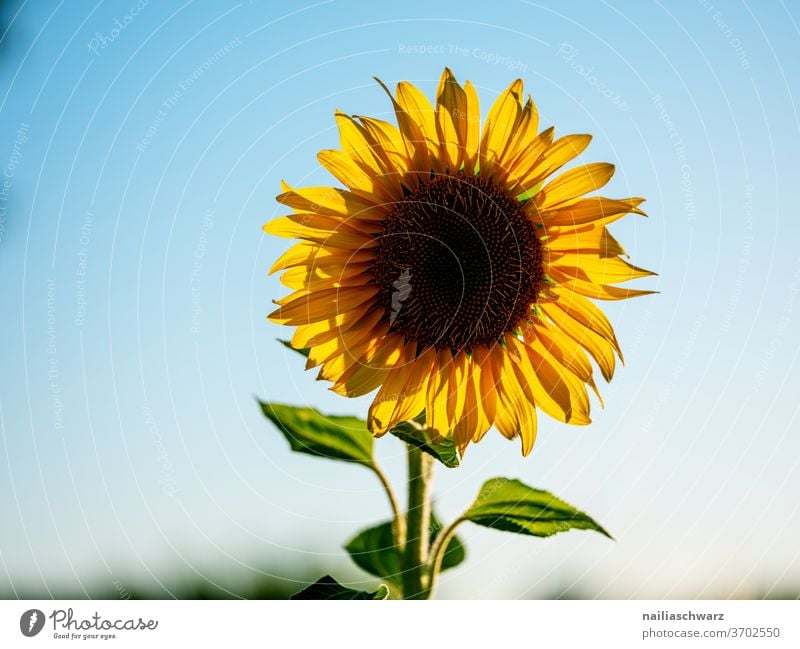Sonnenblume Sonnenblumenfeld Natur Landschaft Feld gelb blau Blütezeit bluten Himmel Blühend Pflanze grün Blumen Ferien & Urlaub & Reisen Sommer Ackerbau