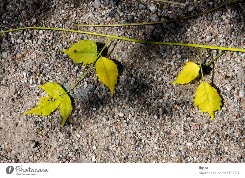 gelbes Blatt im felsigen Boden in der Mitte von Natur Erde Herbst Felsen Stein Linie blau braun grau rot schwarz weiß Zentrum colonia del sacramento Uruguay Ast
