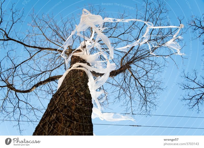 gefangen im Plastik müll Thementag Folie Baum Straßenbaum Häuserfront Straßenrand Stadt Stadtgrün Müll Plastikfolie Plastikmüll Umweltverschmutzung Kunststoff