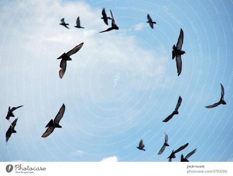 Schwärmerei ohne Ende fliegen Schwarm Taube Einigkeit Leichtigkeit Wolkenloser Himmel achtsam Leben Formation Vogelschau Formationsflug Vogelflug