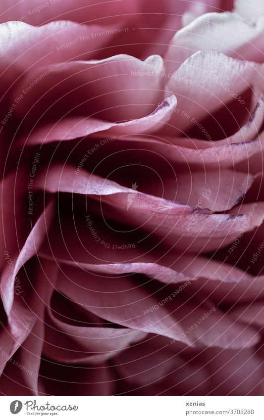 Makroaufnahme: Rosa Hüllblätter einer Pfingstrose Blüte Blütenblatt rosa Frühling Pflanze Natur schön Blühend Detailaufnahme Makrofotografie Romantik Stimmung