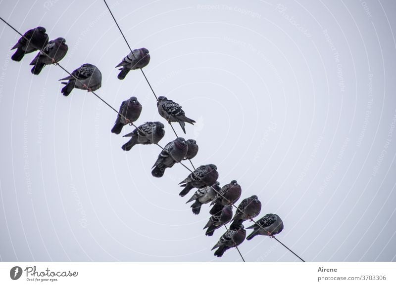 dynamisch | Platzverteilung Taube sitzen Silhouette Draht Stromkabel Kabel Oberleitung Tauben Vögel Schwarm Vogelschwarm Taubenschwarm ausruhen Gruppe