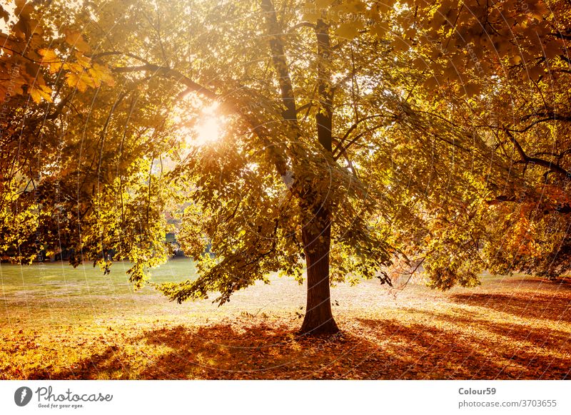 Der Herbst in der Natur Park fallen Baum gelb Saison Landschaft Wald natürlich Laubwerk Umwelt Licht hell Sonne rot orange Blatt Sonnenlicht Hintergrund sonnig