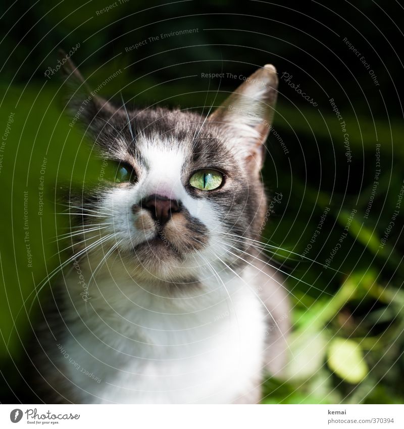 AST6 Inntal | Freunde für einen Augenblick Tier Haustier Katze Tiergesicht Fell 1 außergewöhnlich schön niedlich grün Ohr Schnurrhaar Farbfoto Außenaufnahme