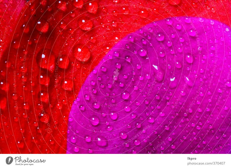 rote und violette Textur eines Blütenblatts Rose und Blume Linie Tropfen schwarz weiß Konsistenz Hintergrund Venen Roséwein abstrakt