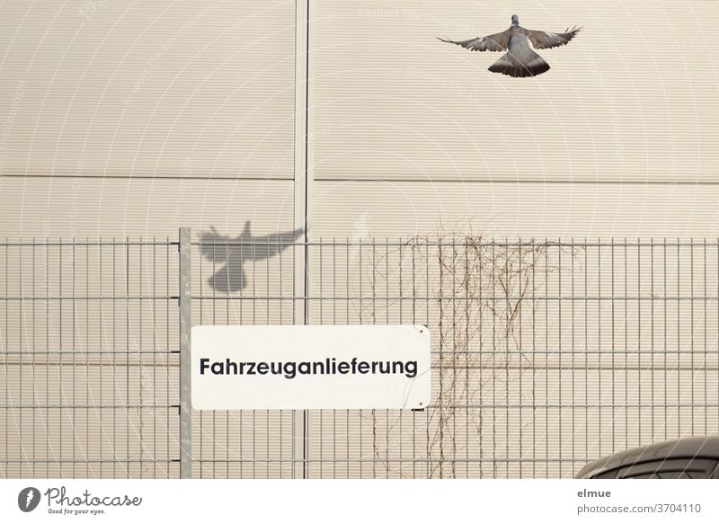 eine Taube fliegt davon, ihr Schatten ist hinter einem Zaun mit dem Schild "Fahrzeuganlieferung" an einer fensterlosen Fassade zu sehen Vogel Gebäude fliegen