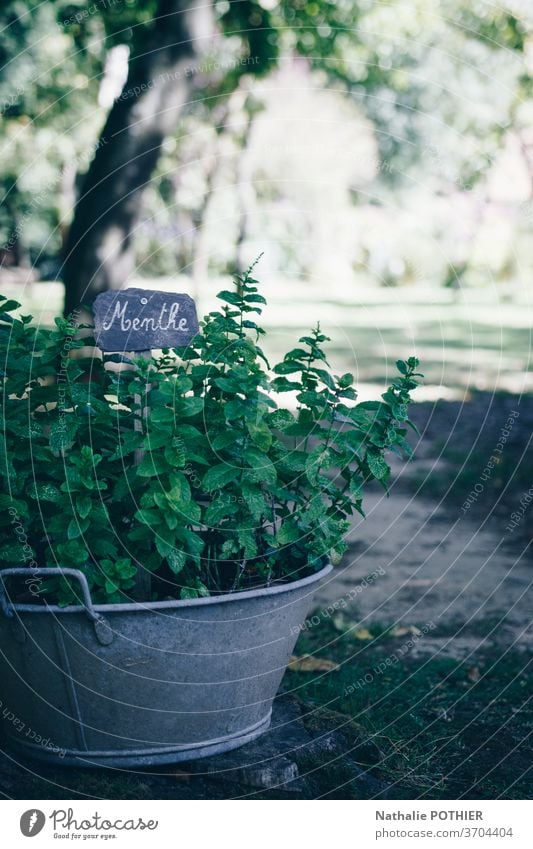 Pfefferminzfuß im alten Becken gepflanzt mit Etikett Minze Bepflanzung Aromatherapie Topf Antiquität kennzeichnen Erde aromatisch Garten frisch Geschmack