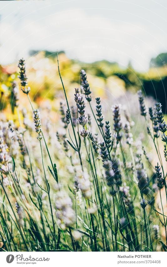 Landschaft mit Lavendel im Sommer und verschwommenem Hintergrund Unschärfe purpur Nahaufnahme Blume Europa Provence außerhalb Pflanze lebhaft Therapie bunt