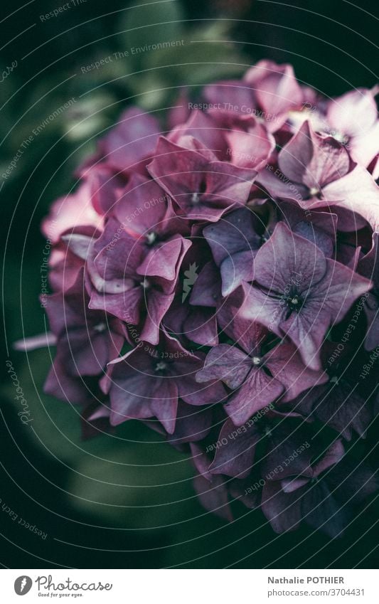 Rosa und violette Hidrangea im Garten im Sommer Hortensie Blume Blumen Blütenblätter farbenfroh Blütezeit purpur Blätter Nahaufnahme Hortensien pulsierend
