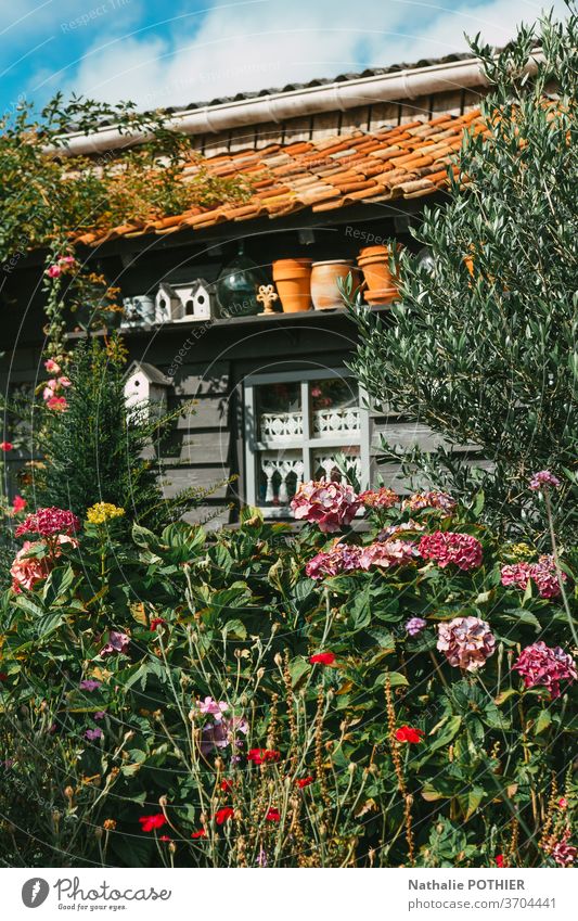 Grau bemalte hölzerne Gartenhütte mit Hortensien Hütte grau gemalt Holz Pflanze Haus Lager Gartenarbeit Werkzeuge außerhalb dekorierend Fenster Europa heimwärts