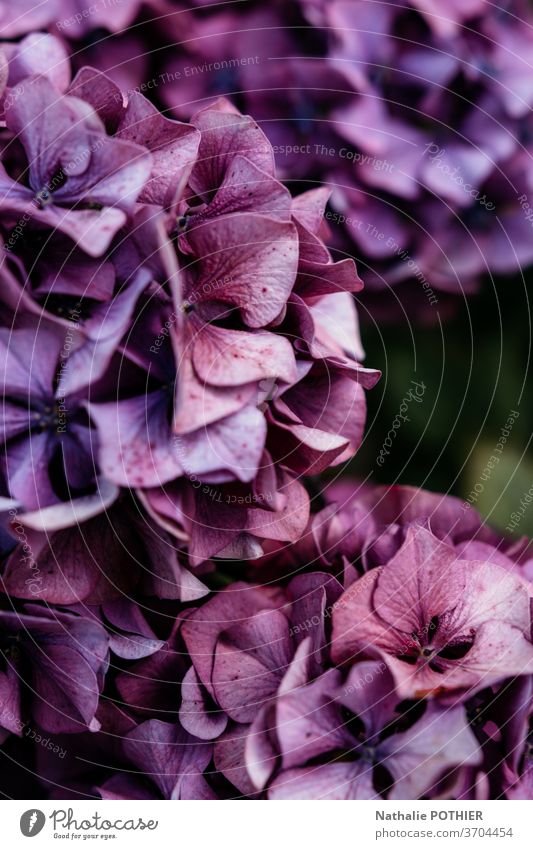 Rosa und violette Hidrangea im Garten im Sommer Hortensie Blume Blumen Blütenblätter farbenfroh Blütezeit purpur Blätter Nahaufnahme Hortensien pulsierend