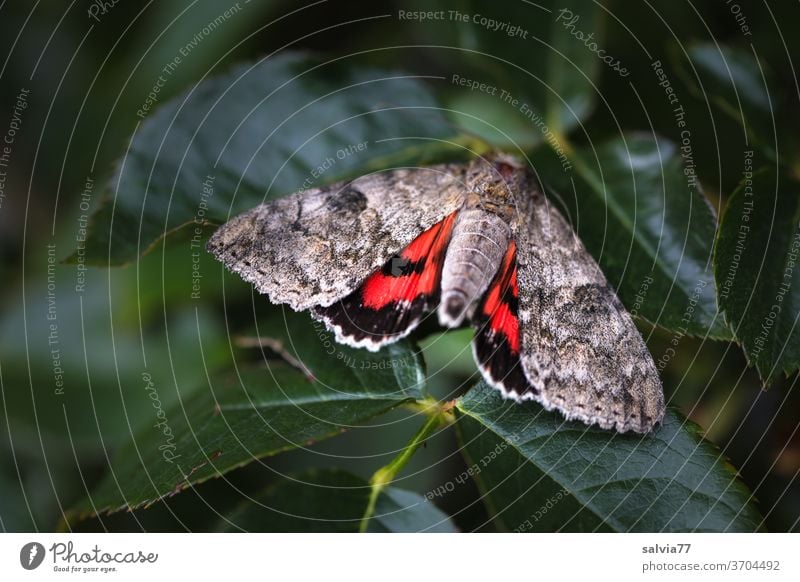 Nachtfalter zeigt rot Schmetterling Rotes Ordensband Insekt Catocula nupta Natur Muster Abschreckung Kontrast Flügel Tier Makroaufnahme Tierporträt