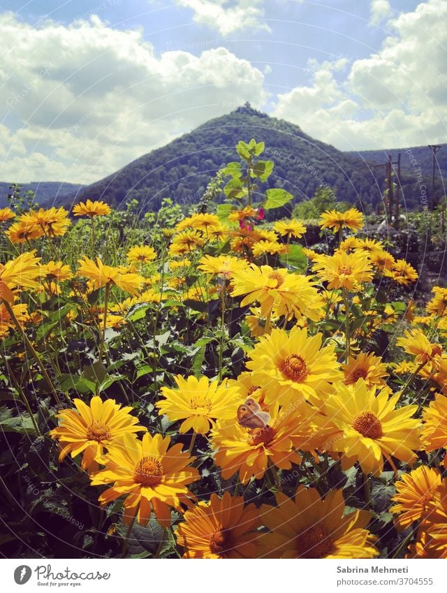 Gelbe Blumen Landschaft, Gelb, Blumen, Insekten, Berg, Himmel, Wolken Grün Natur Sommer Tag gelb Außenaufnahme Pflanze