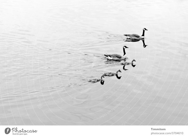 Fünf Wasservögel - 10 Köpfe Vogel Wasservogel Kanadagans 5 schwimmen Bodensee Spiegelung Spiegelung im Wasser Reflexion & Spiegelung See Wellen Tier