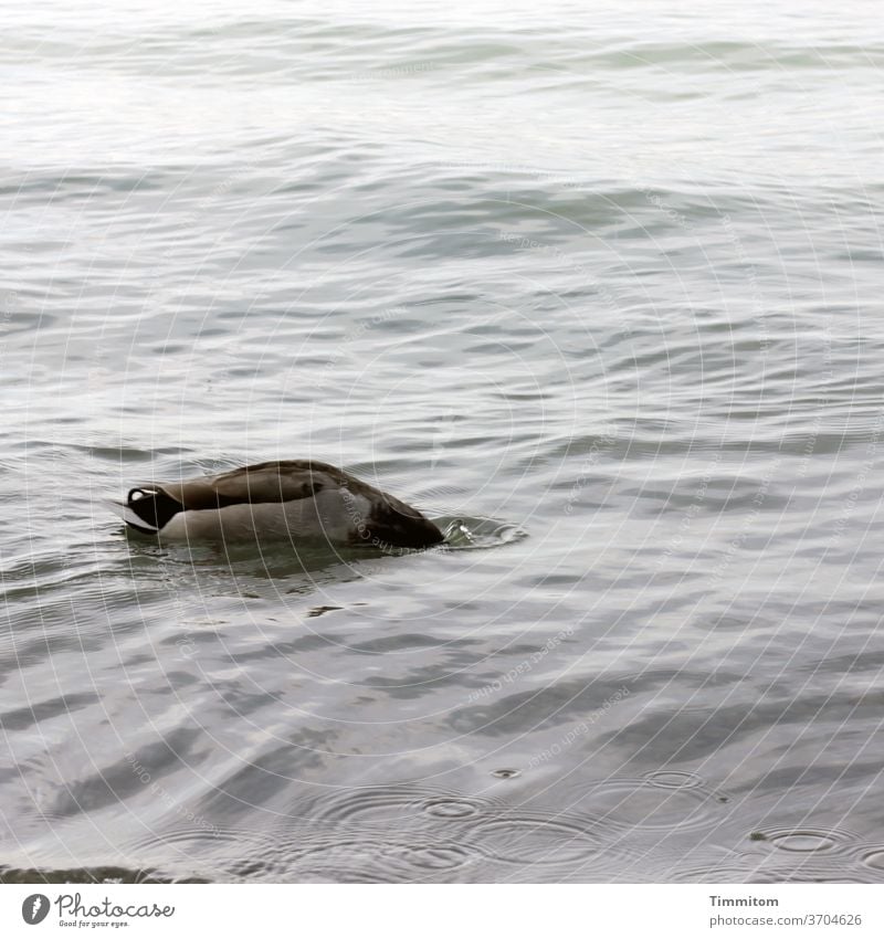 Kopflose Gans Kanadagans Wasservogel Bodensee kopflos schwimmen See Wellen Vogel Tier Außenaufnahme Im Wasser treiben Natur tauchen