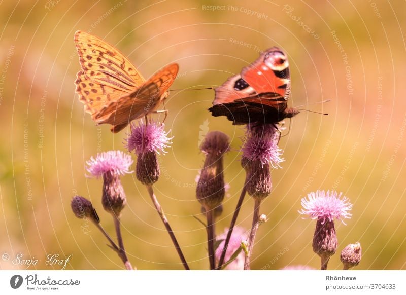 Schmetterlinge auf einer Distel Makroaufnahme Insekt Natur Sommer Pflanze Menschenleer Außenaufnahme Farbfoto Blüte Tierporträt #wunder Umwelt schön Hitze