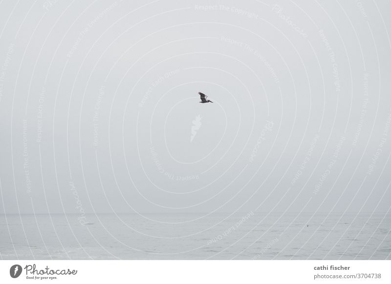 Pelikan Textfreiraum Monochrom blau grau Horizont Meer Außenaufnahme Vogel Menschenleer Himmel fliegen Wildtier Tier Freiheit Luft trüb Umwelt Farbfoto Flügel