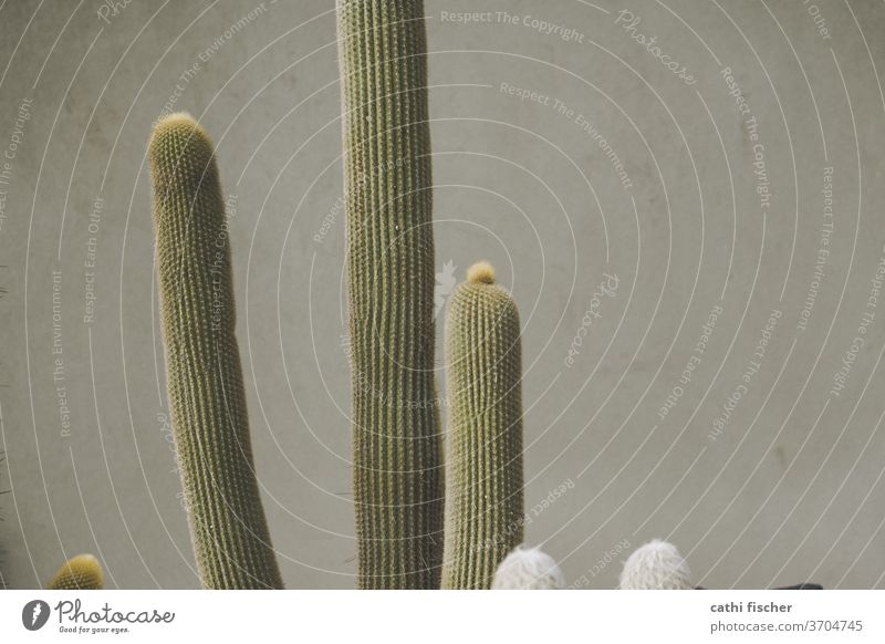 Kaktus Kakteen Monochrom grün grau Botanik Pflanze Nahaufnahme Hintergrund Textfreiraum rechts Mauer schön botanisch