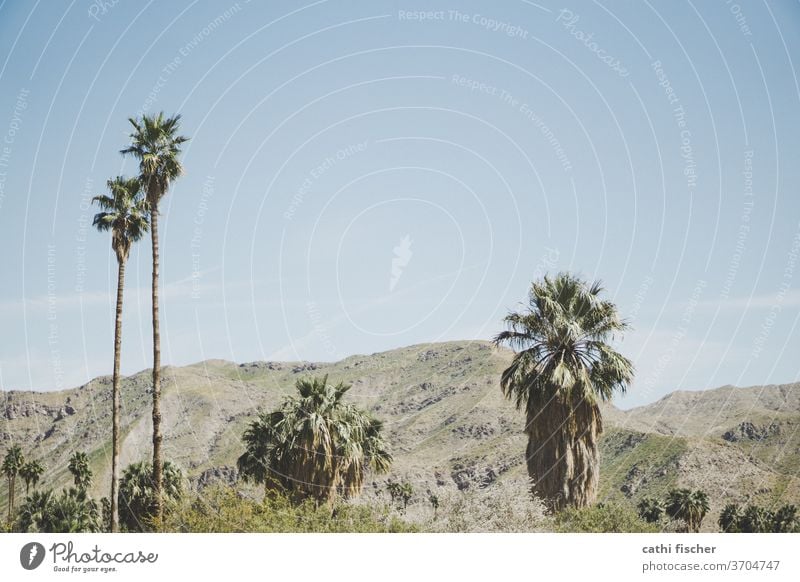 Palm Springs Palme Berge heiß Ferien & Urlaub & Reisen Farbfoto Außenaufnahme Menschenleer Himmel Landschaft Schönes Wetter Natur Umwelt Textfreiraum oben