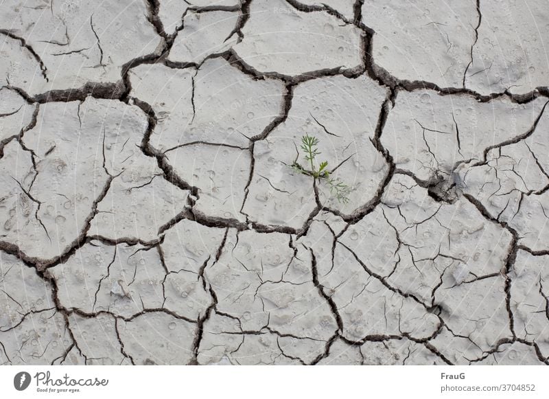 es ist viel zu trocken- es müsste mal wieder regnen! Erde Boden Trockenheit Oberfläche aufgerissen Riss Dürre Sommer heiß Klima kleine Pflanze