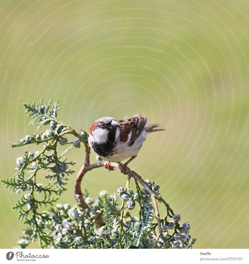 kurze Pause auf einem Zweig Spatz Hausspatz Haussperling Vogel Singvogel Passer domesticus niedlich wachsam pausieren Wachsamkeit flink aufmerksam festhalten