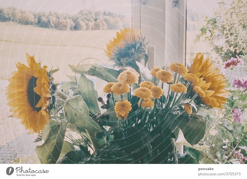 gegensätze | drinnen und draußen Sonnenblume Aussicht Retro-Farben Sommer Landleben Blumenstrauß Allgäu Dekoration & Verzierung gelb Fenster