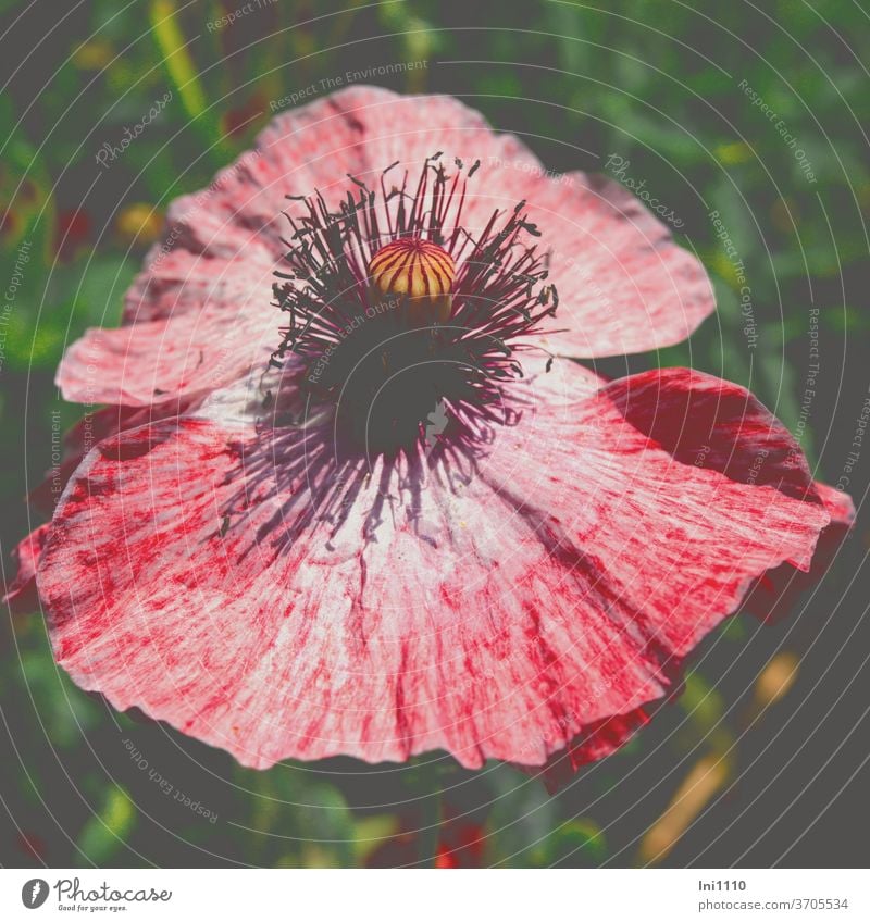 Seidenmohnblüte Shirley geöffnet Papaver Rhoeas Mohn Klatschmohn rot weiß Staubgefäße Blütenblätter einjährig Multicolor Farbspiel Kulturform Ziermohn Blume