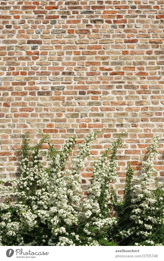 Gebüsch und Mauer Hintergrund Wand gebüsch Strauch Pflanze Backsteinwand Steinmauer weiß Blume Strauchwerk Blüte alt Textur Textfreiraum historisch verwittert