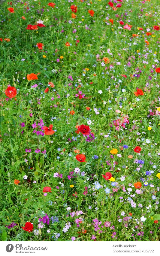 Blühende Wildblumenwiese Wiese Blume Pflanze Gras Mohn Blütezeit farbenfroh mehrfarbig gemischt Sommer Natur wild Garten Landschaft verschiedene Flora