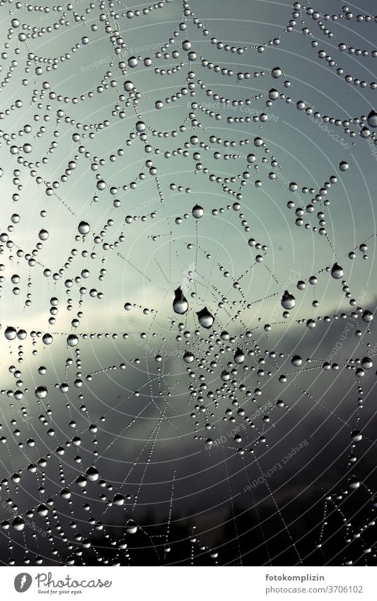 Regentropfen bzw Tautropfen an einem Spinnennetz Wassertropfen Tropfen nass frisch Detailaufnahme Nahaufnahme Makroaufnahme Natur Netz Schwache Tiefenschärfe