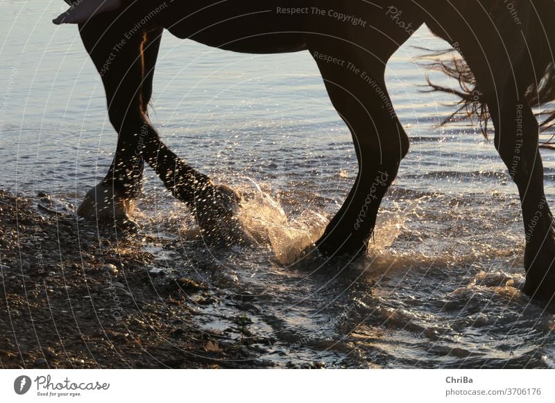 Detailaufnahme von Pferdebeinen und Hufen bei einem Ritt am Strand, Sonnenuntergangslicht Tier Natur Außenaufnahme horse Ferien & Urlaub & Reisen ride animal