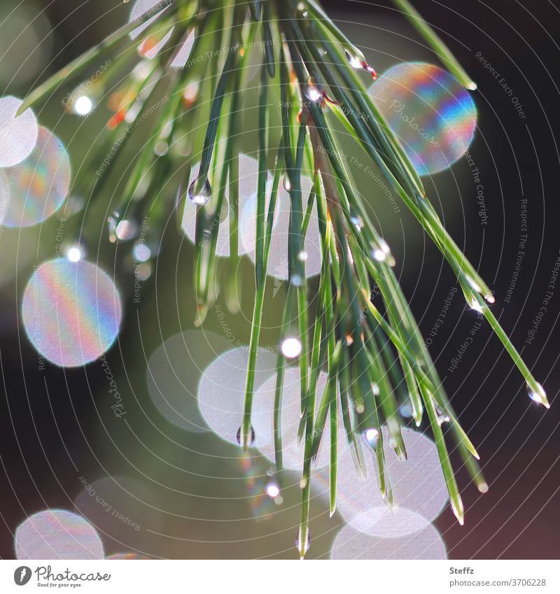 Kiefernnadeln spielen mit Licht Lichtreflexe Lichtbrechung abstrakte Formen Waldkiefer Lichtschein Tannennadeln Blendenflecke Wasserspiegelung Nadelbaumzweig