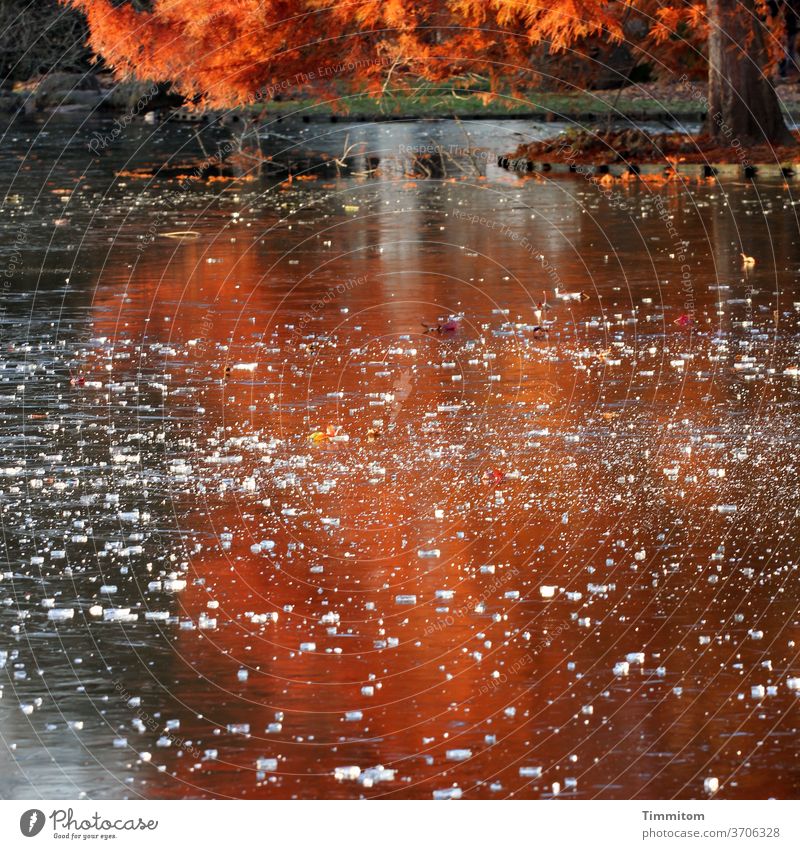 Wärme Farbtöne auf einer Eisfläche Laubbaum Laubwerk Herbst Winter See Baumstamm Gras warm kalt orangerot Spiegelung Außenaufnahme Menschenleer Natur
