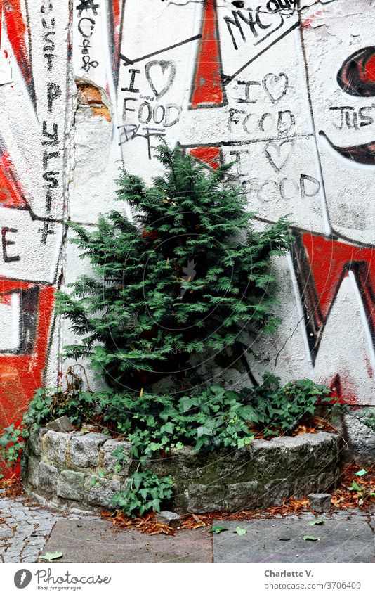 Stadtgrün I eingemauerte Konifere vor Graffiti Pflanze Natur Außenaufnahme Umwelt Bäumchen Farbfoto rot weiß Tag Efeu stadtgrün Grüne Stadt Schriftzeichen