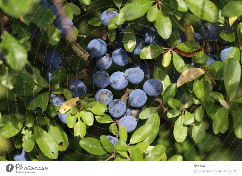 Blaue Schlehdornbeeren reifen an Büschen Erwachsener Ackerbau Antioxidans Herbst schön Beeren schwarz Schwarzdorn blau Botanik Ast Buchse Kirsche Nahaufnahme