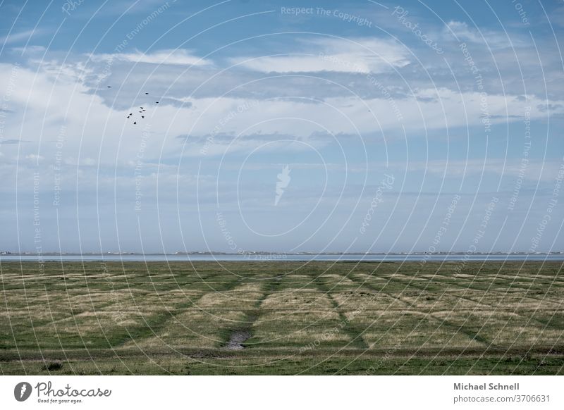 Felder, die Nordsee und ein Himmel mit Vögeln Landschaft Natur Außenaufnahme Sommer Menschenleer Landwirtschaft Farbfoto Wolken Weitblick Horizont Meer