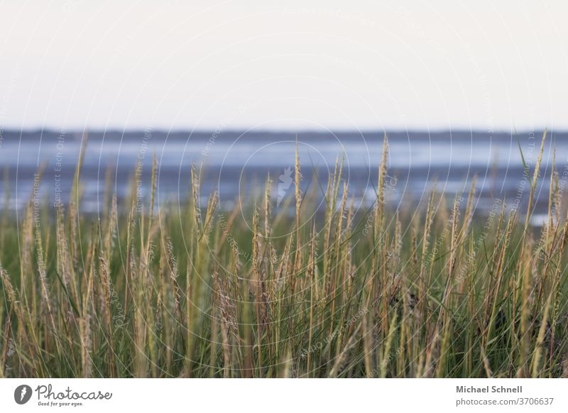 Pflanzen in den Dünen vor dem Meer bei Ebbe Natur grün Außenaufnahme Farbfoto Umwelt natürlich Wattenmeer Nordsee Nordseeküste